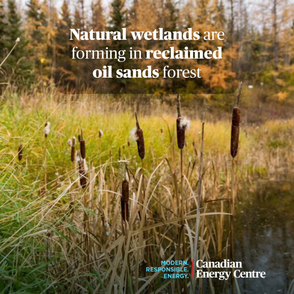 GRAPHIC: Natural wetlands are forming in reclaimed oil sands forest ...